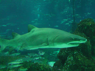 aquar_requin02